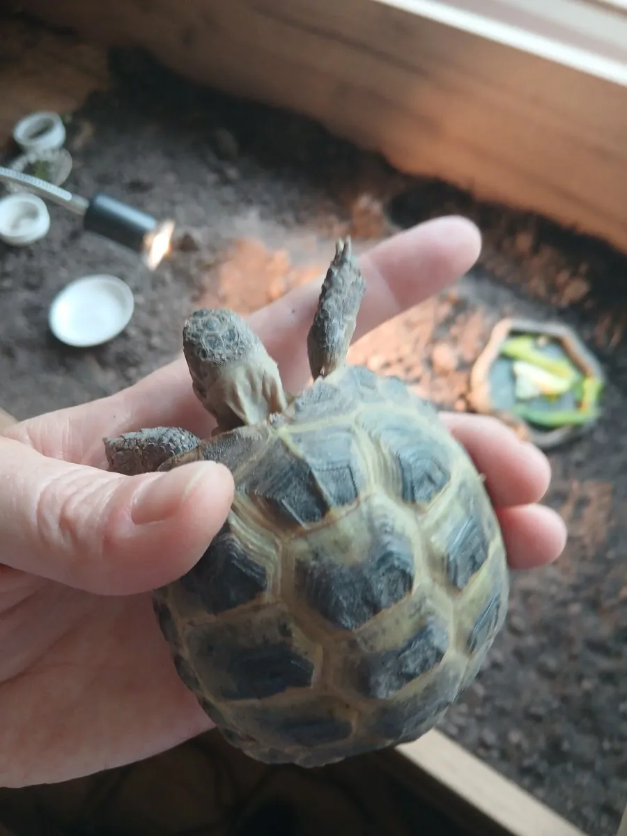 Russian/Horsefield Tortise - Image 4
