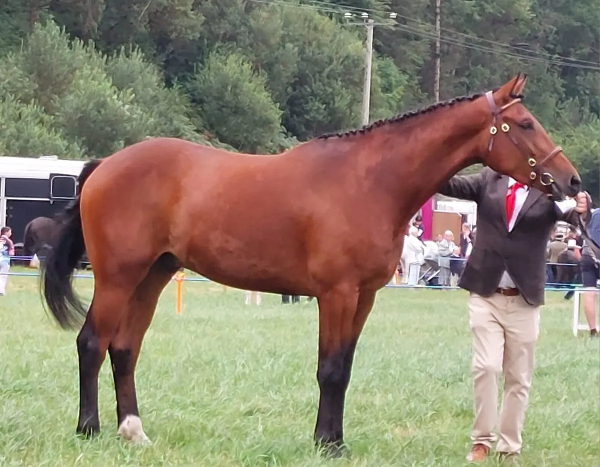 Horses - Image 1