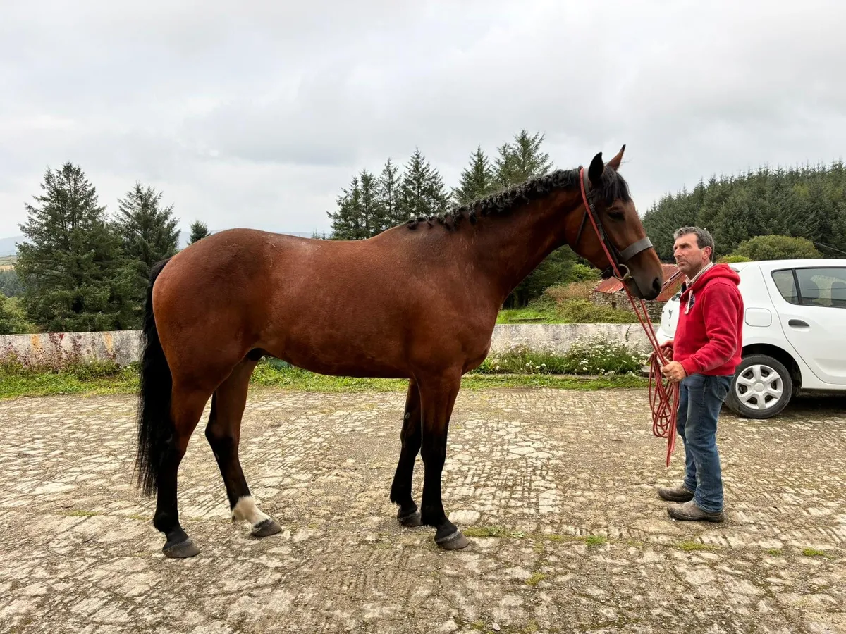 Horses - Image 4