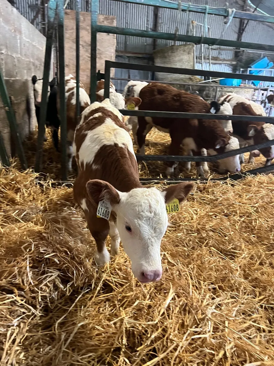 calves - Image 2