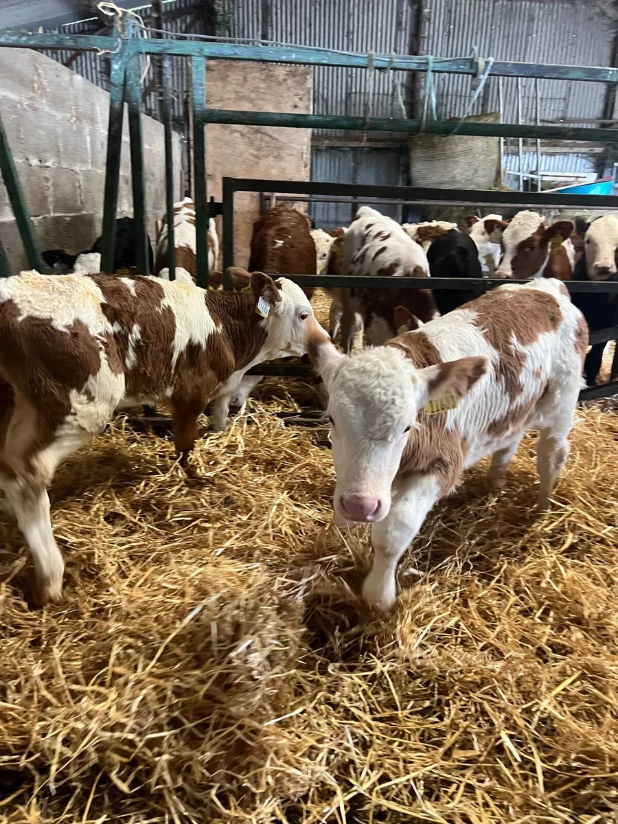 calves - Image 1