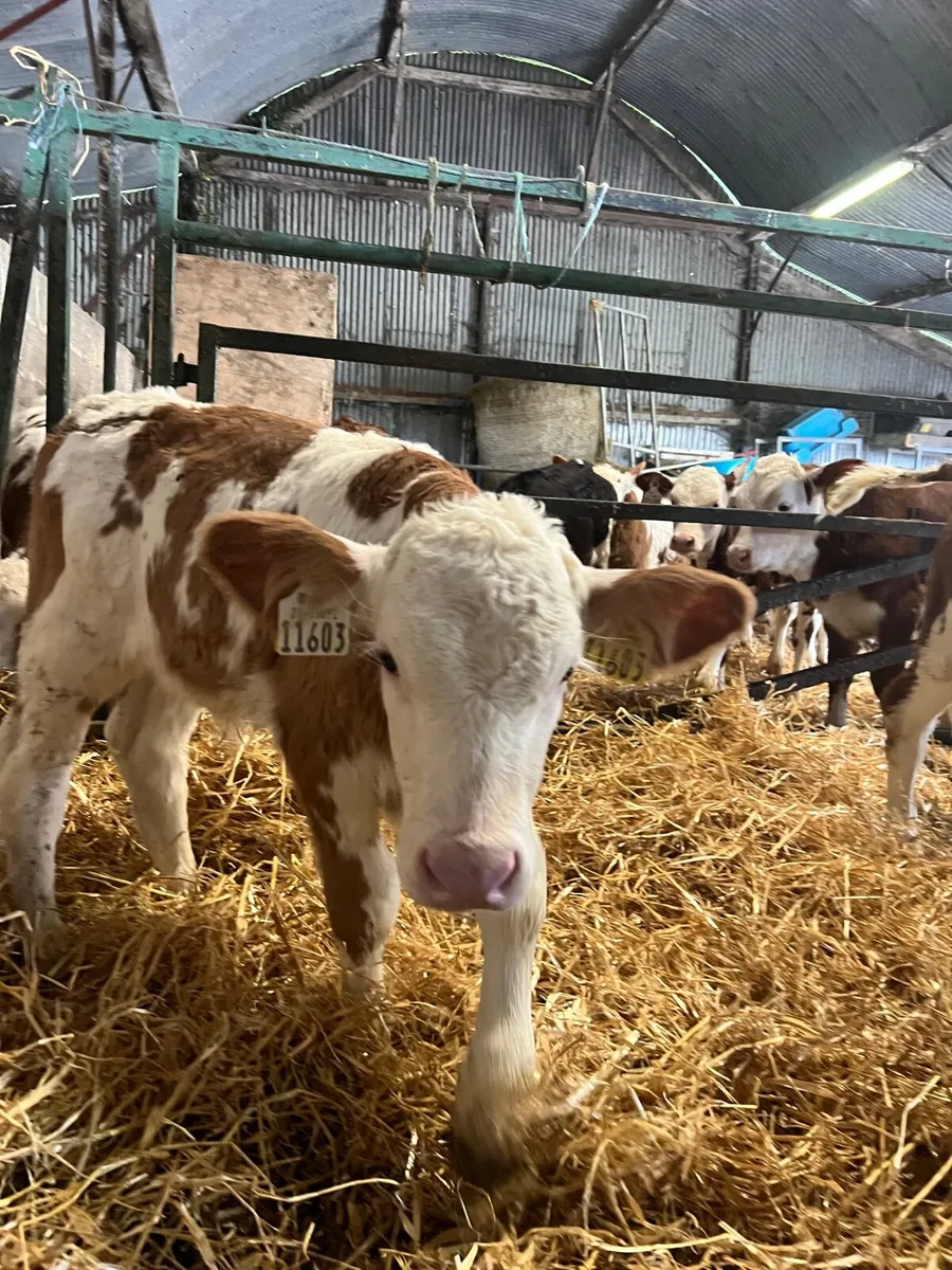 calves - Image 3