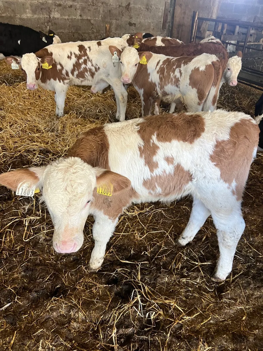 calves - Image 4