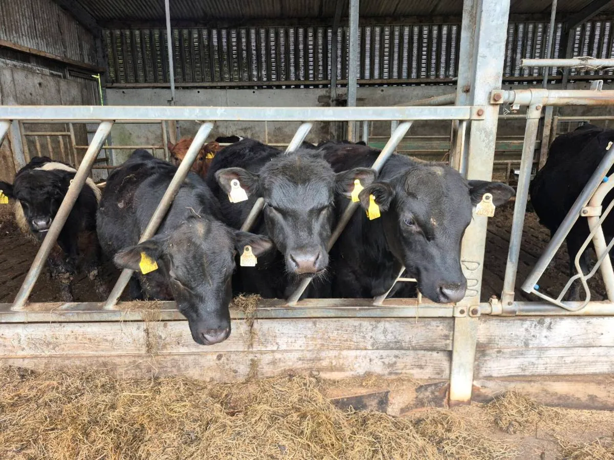 Angus Bulls - Image 1