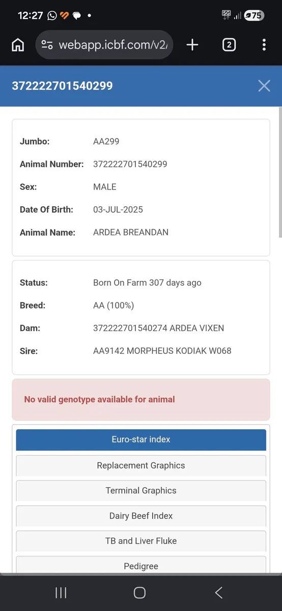 Angus Bulls - Image 2