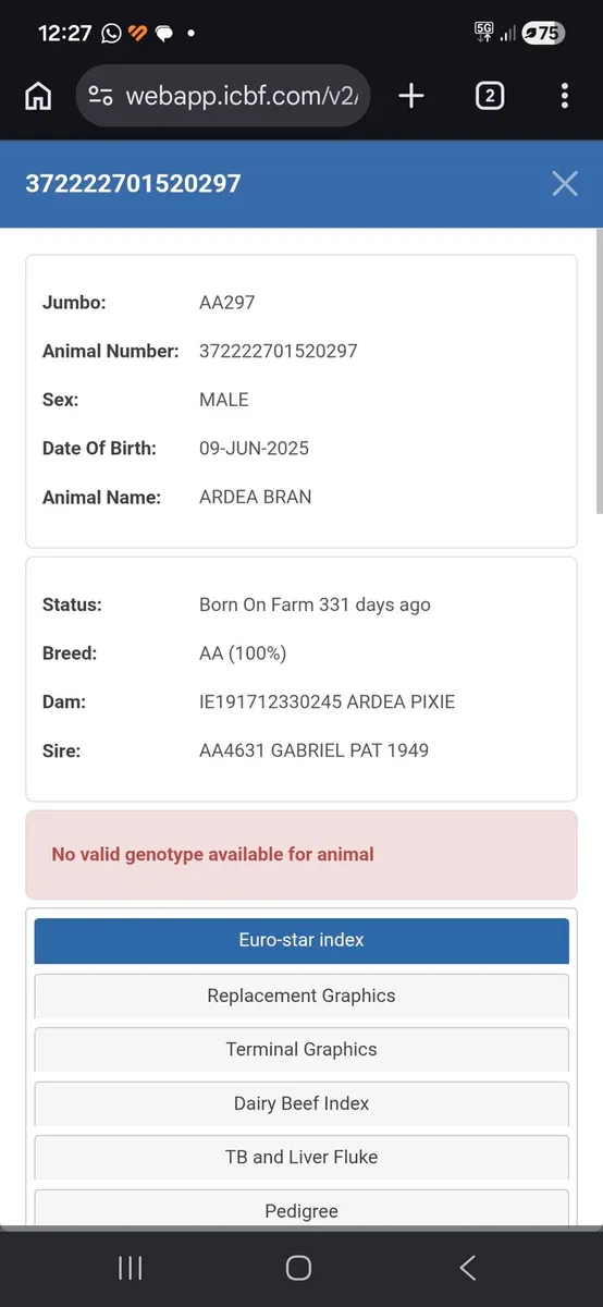 Angus Bulls - Image 3