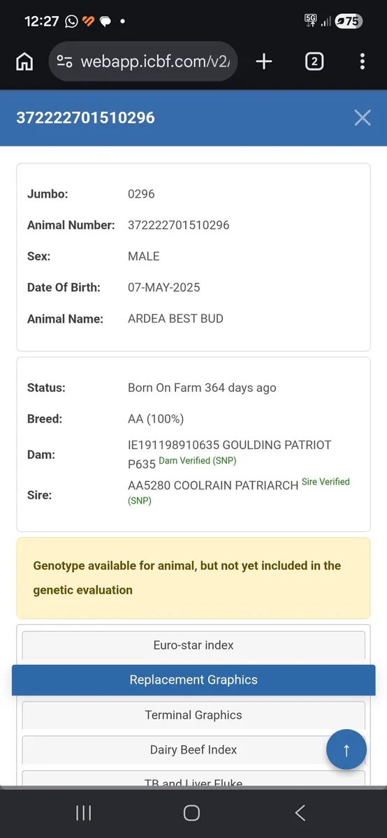 Angus Bulls - Image 4