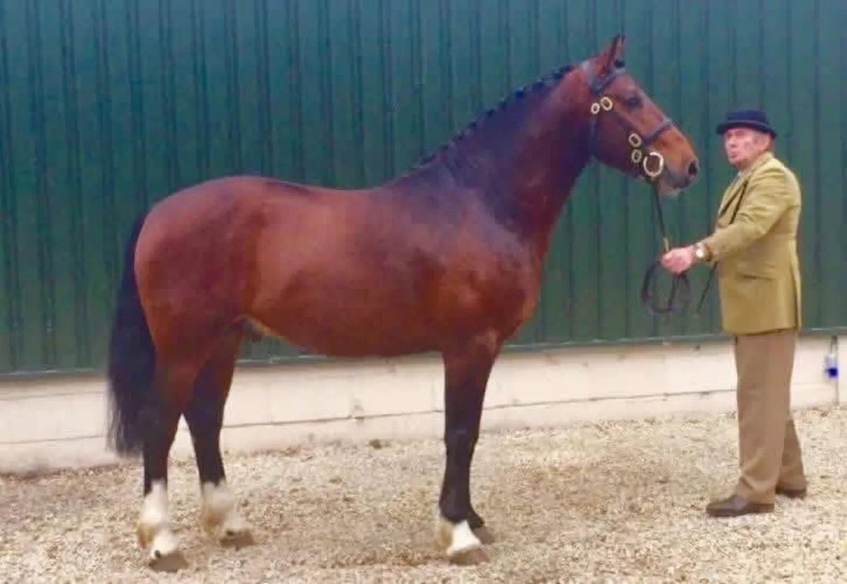 Irish Draught Stallion At Stud - Image 1