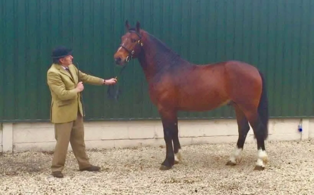 Irish Draught Stallion At Stud - Image 2