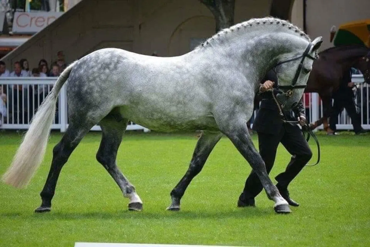 Irish Draught Stallion at Stud - Image 1