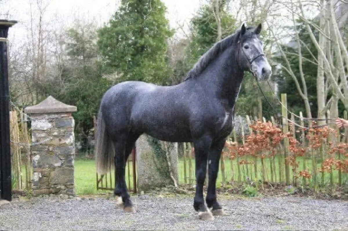 Irish Draught Stallion at Stud - Image 2
