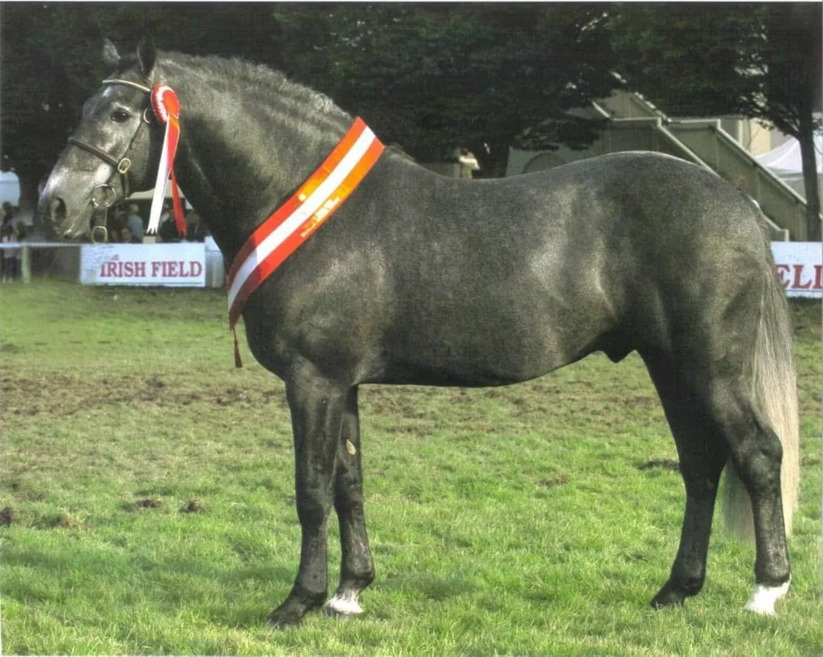 Irish Draught Stallion at Stud - Image 3