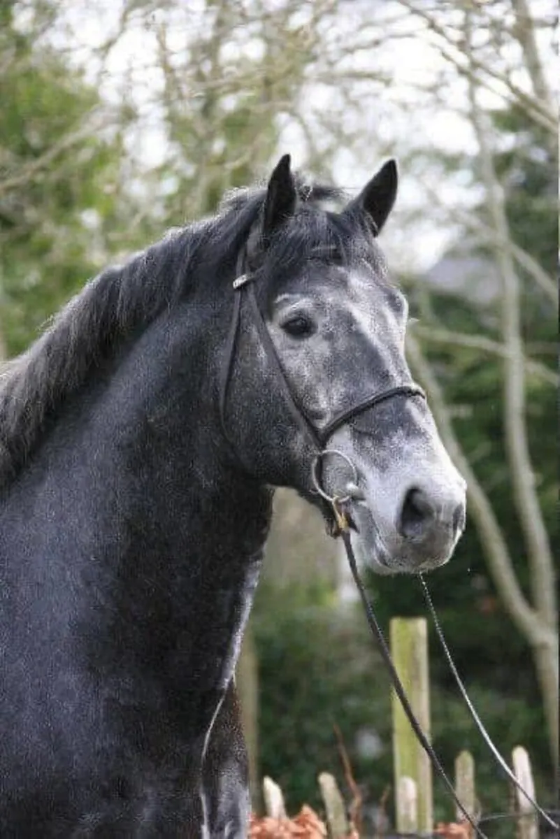 Irish Draught Stallion at Stud - Image 4