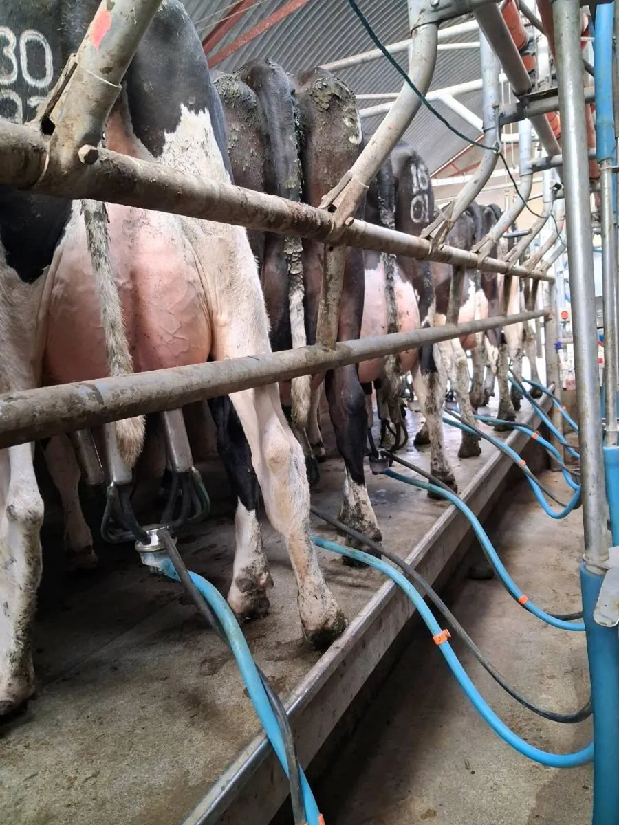 22 calved heifers and cows - Image 1