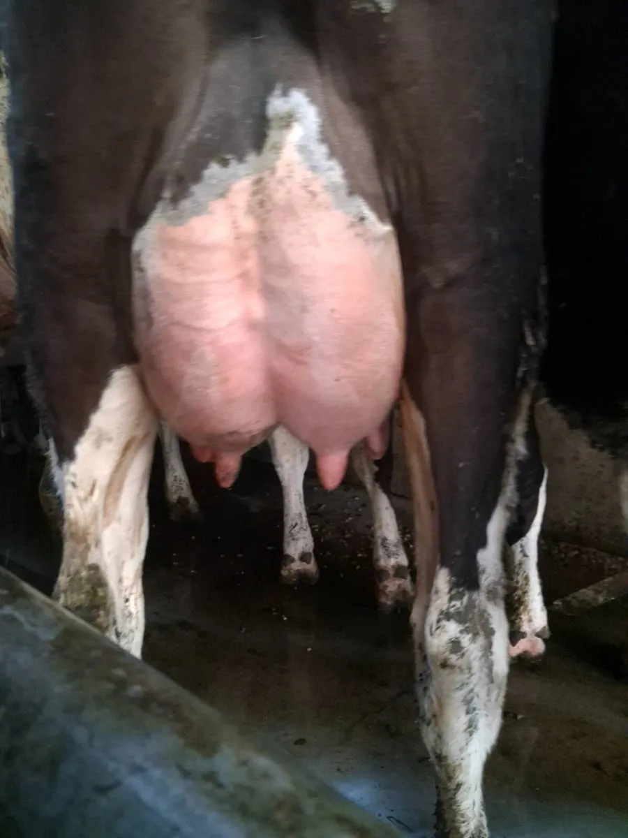 22 calved heifers and cows - Image 2