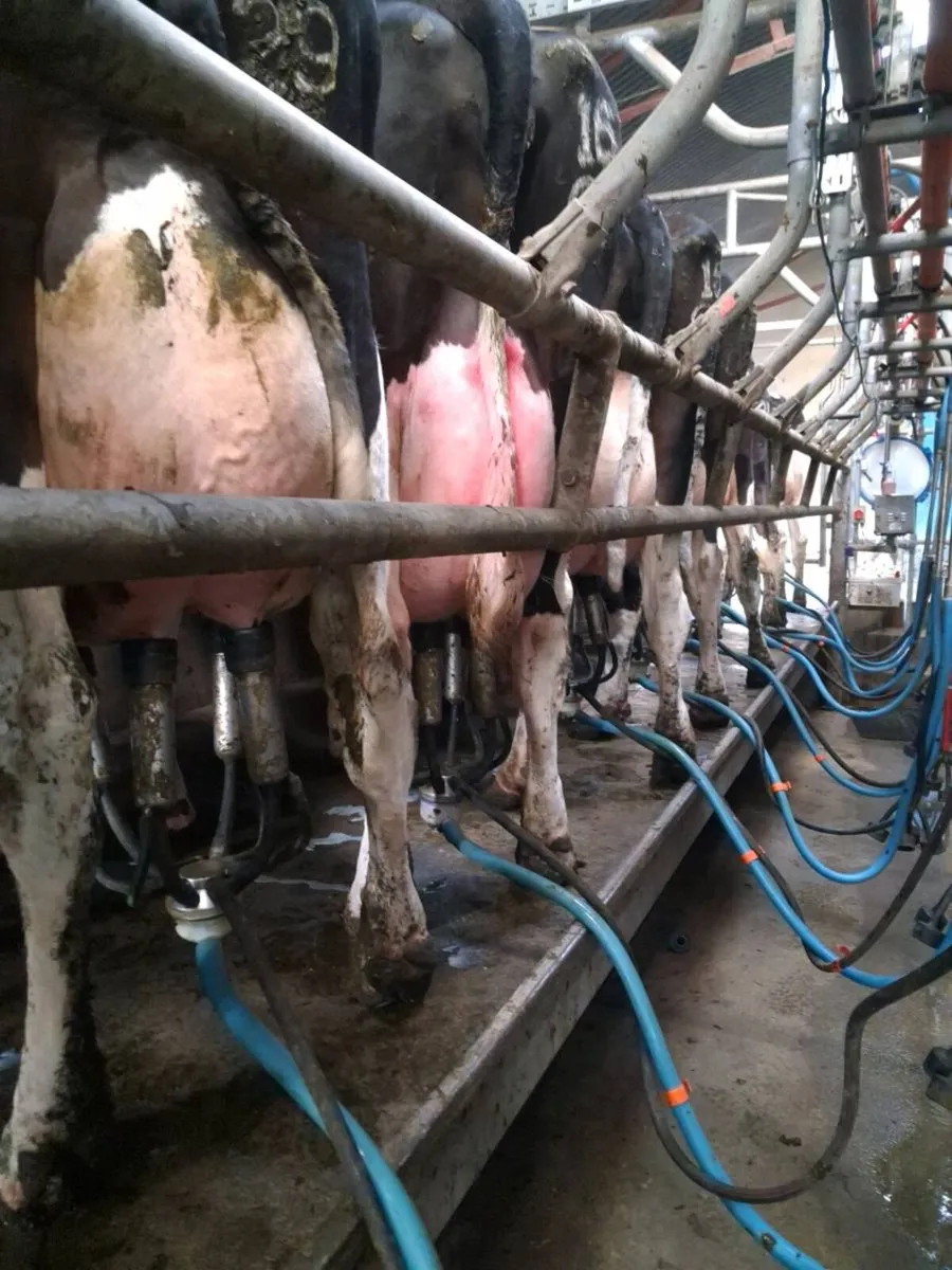 22 calved heifers and cows - Image 3