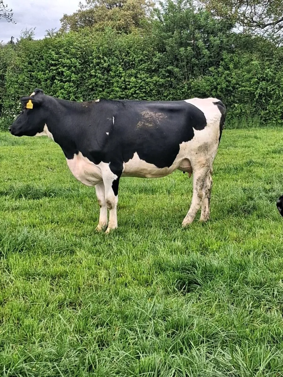 22 calved heifers and cows - Image 4