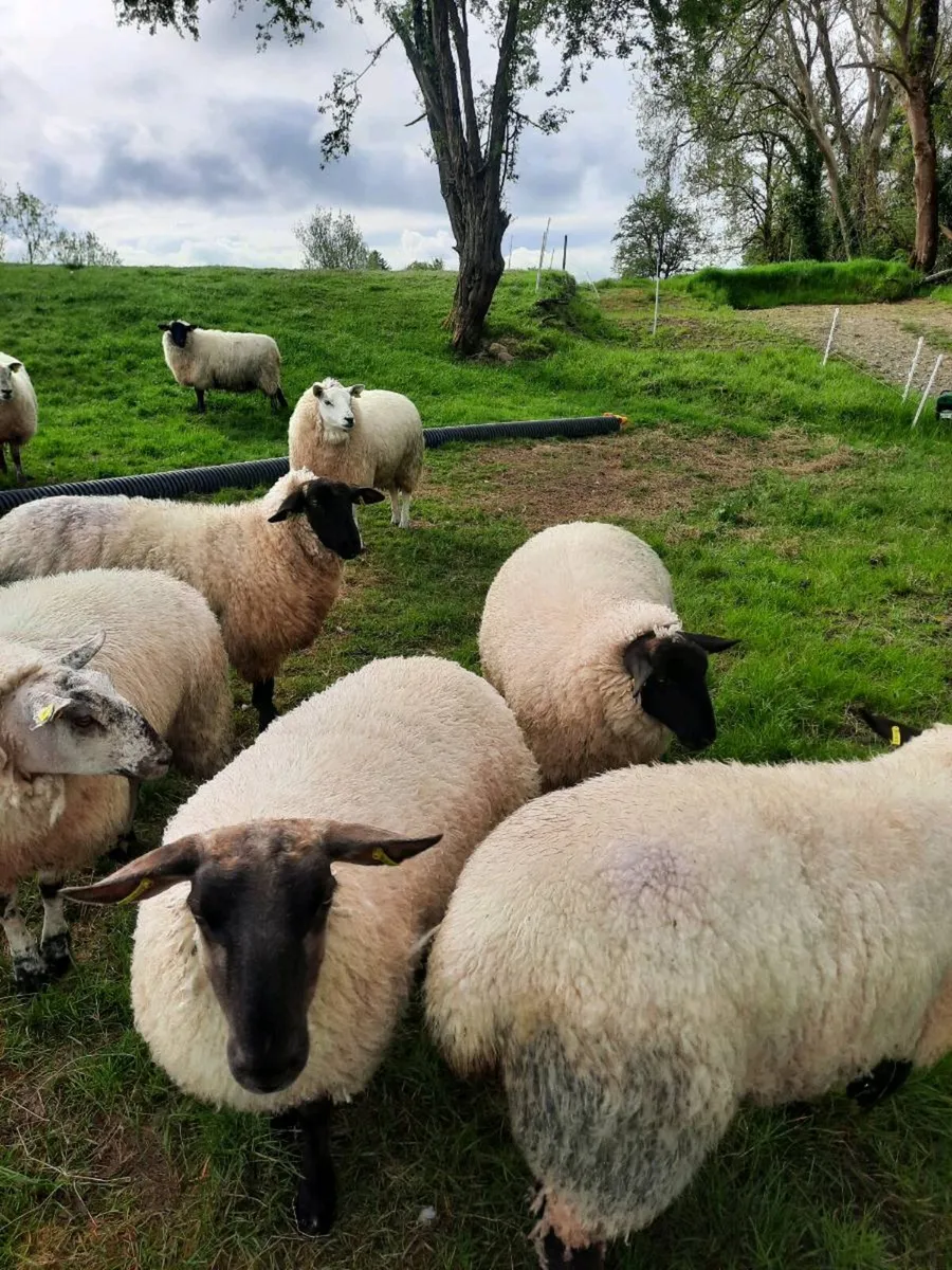Ewe hoggetts - Image 1