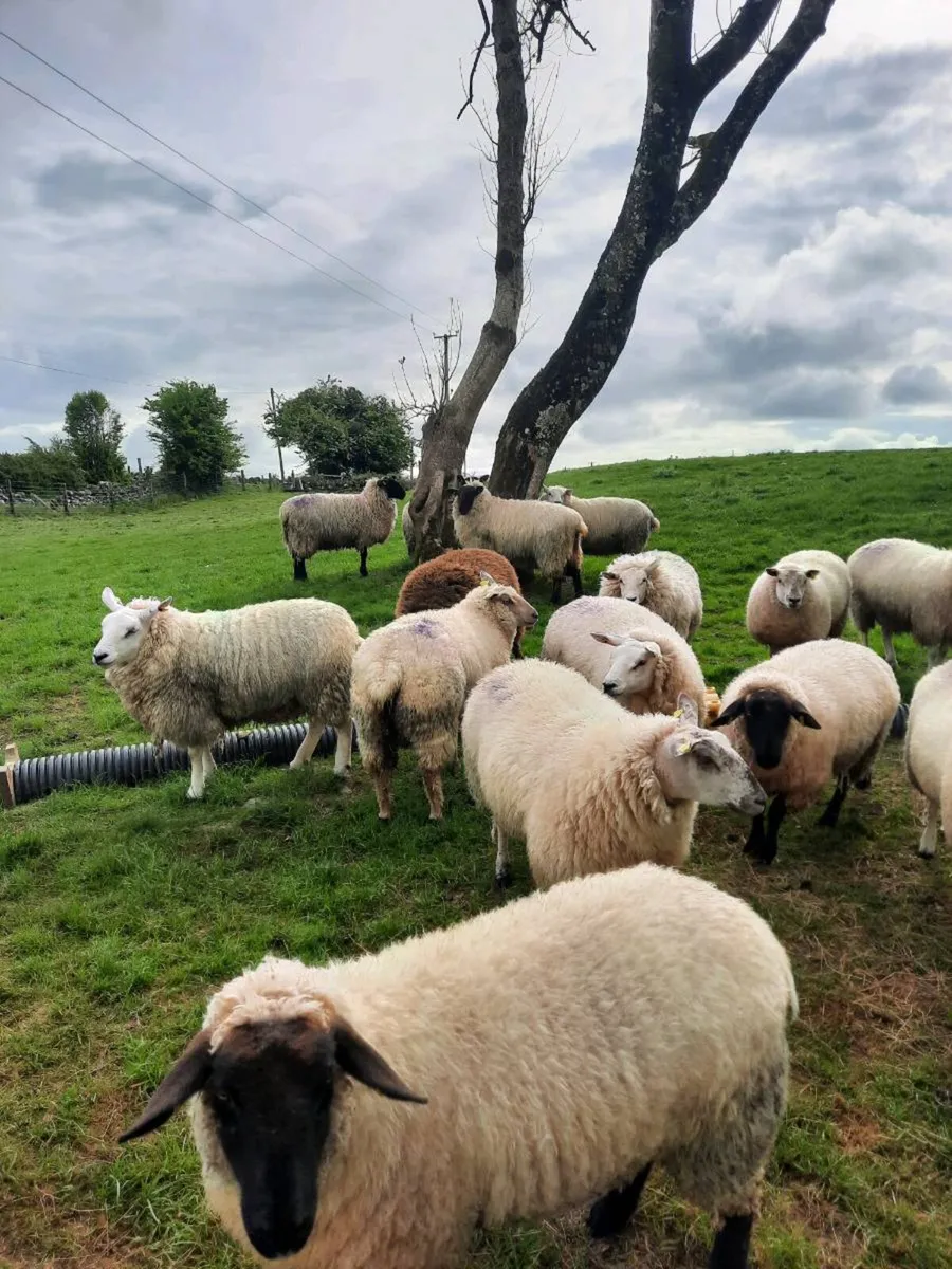 Ewe hoggetts - Image 2