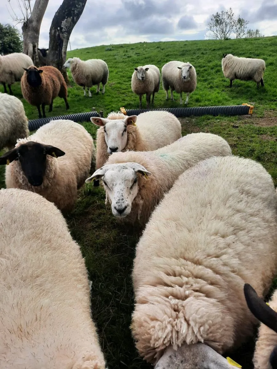 Ewe hoggetts - Image 3