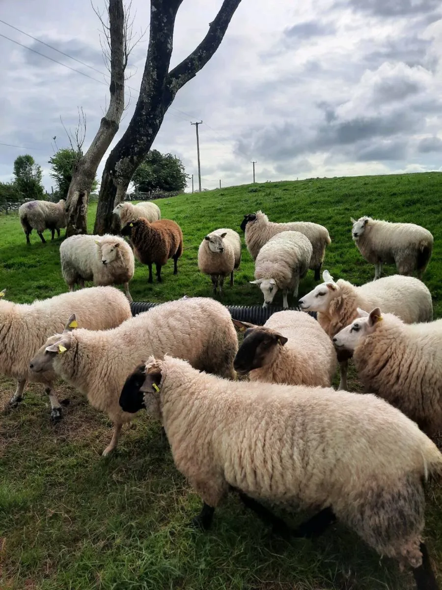 Ewe hoggetts - Image 4