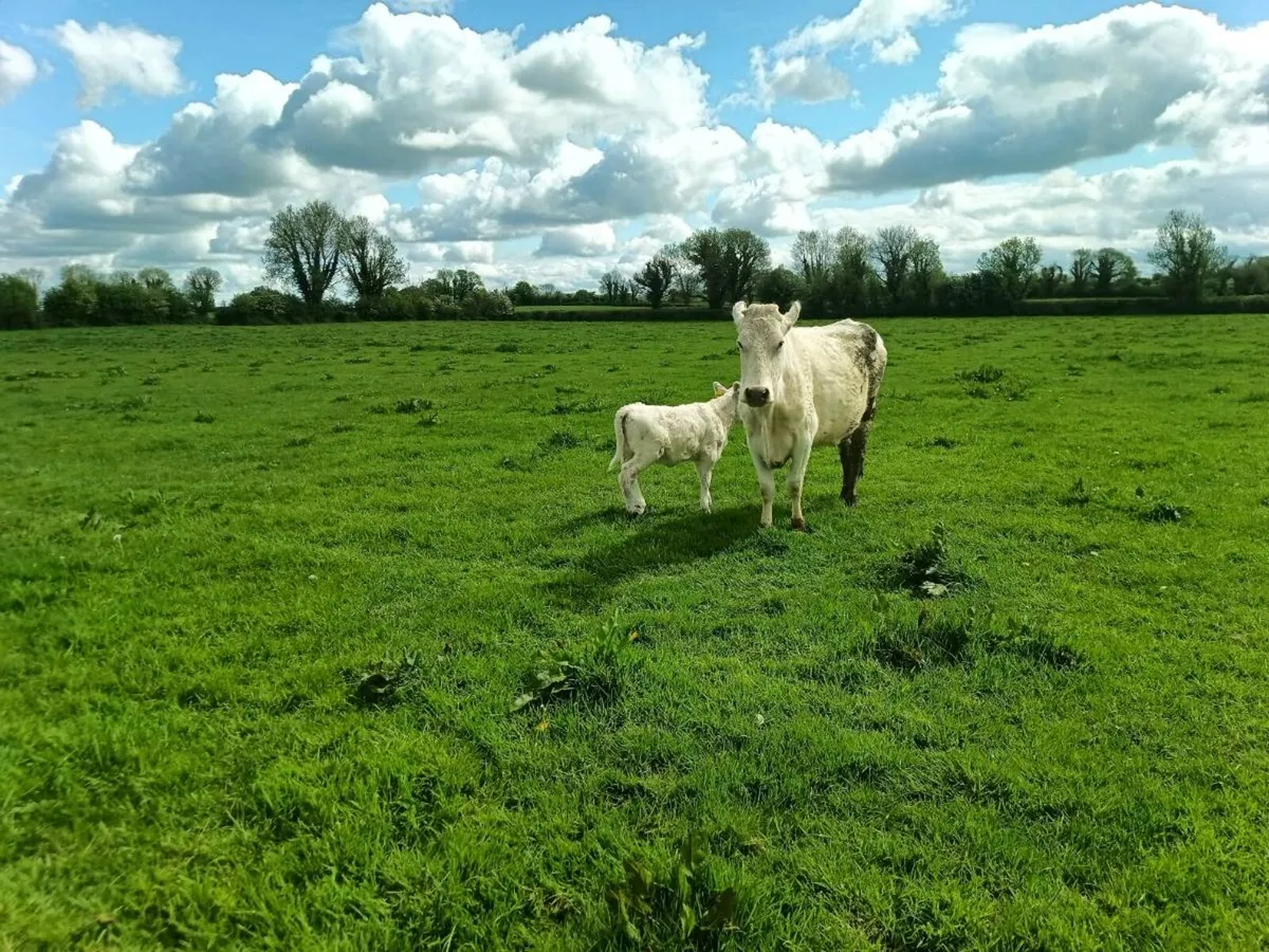Organic Shorthorn cow droimmain hfr calf - Image 3