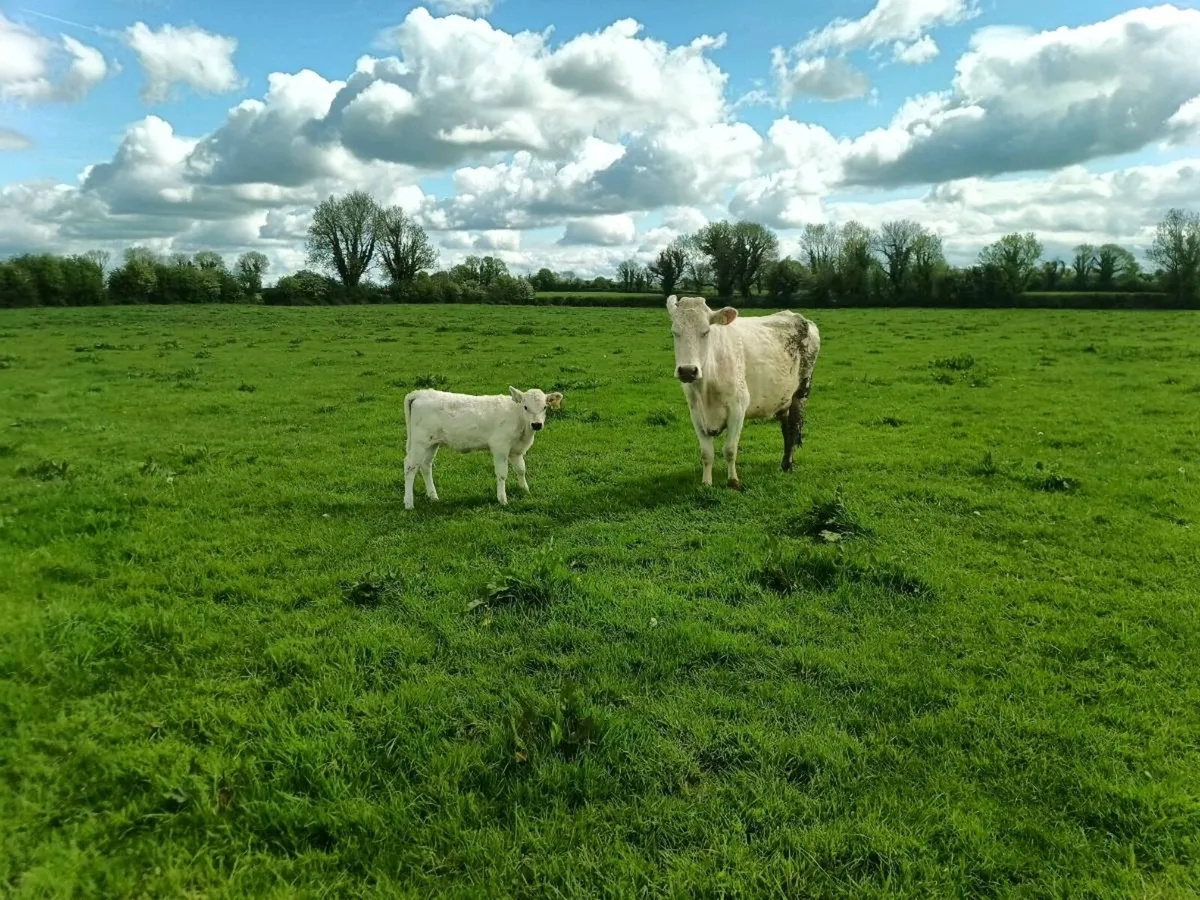 Organic Shorthorn cow droimmain hfr calf - Image 4