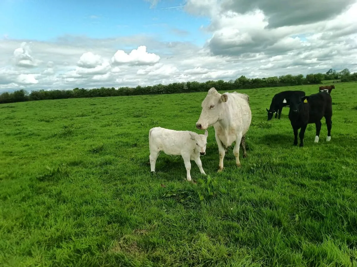 Organic Shorthorn cow droimmain hfr calf - Image 1