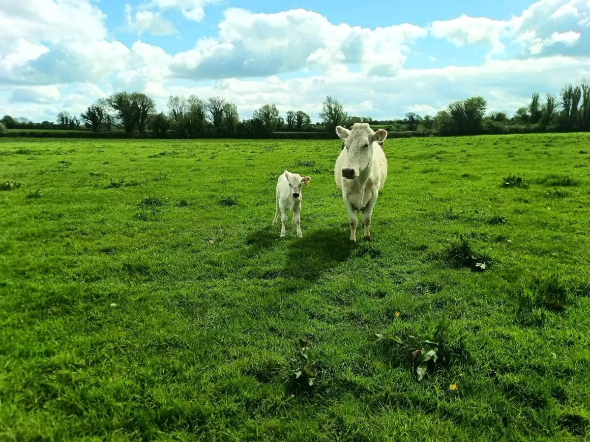 Organic Shorthorn cow droimmain hfr calf - Image 2