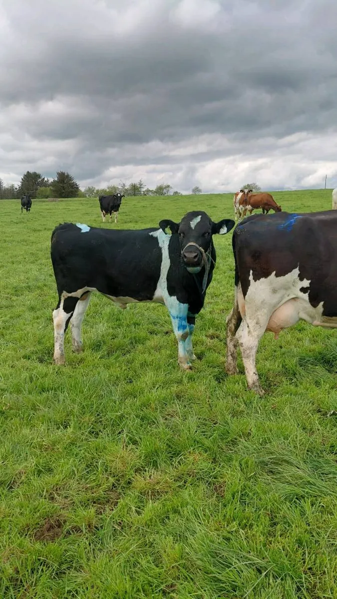 2 x teaser bulls - Image 1