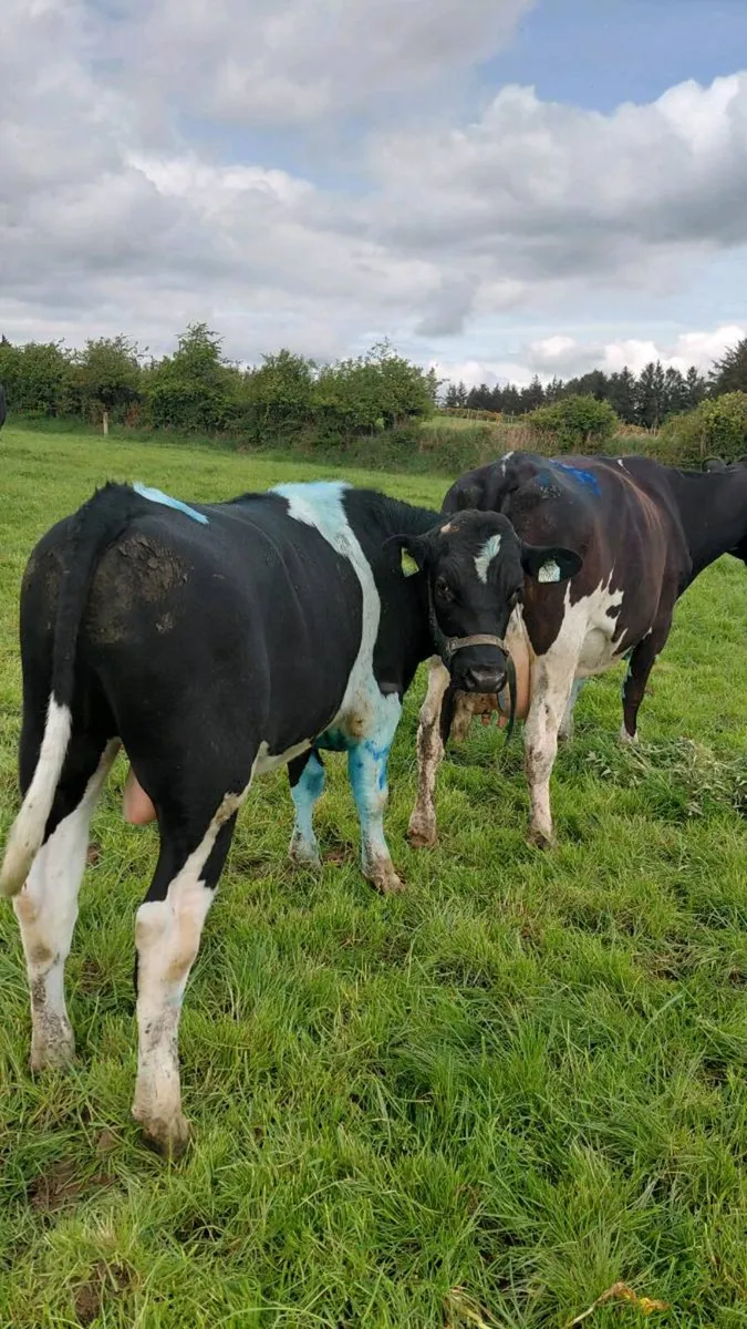 2 x teaser bulls - Image 2
