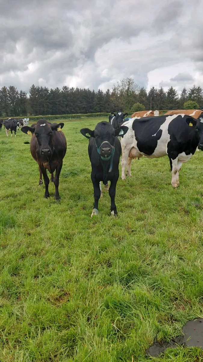 2 x teaser bulls - Image 3