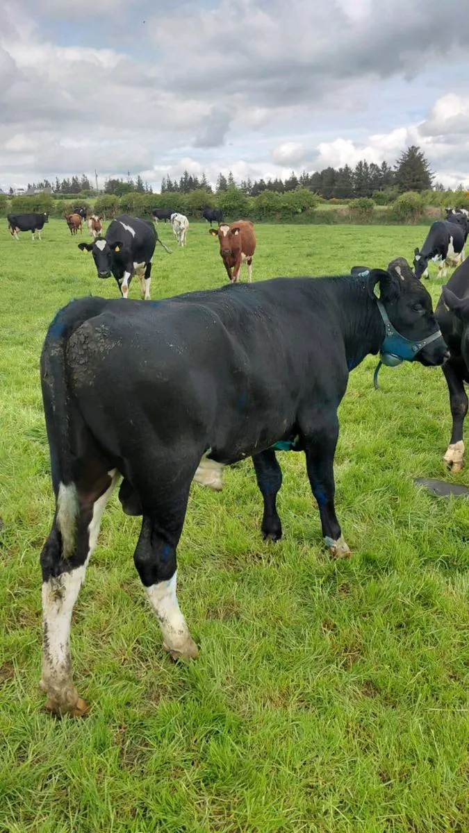 2 x teaser bulls - Image 4