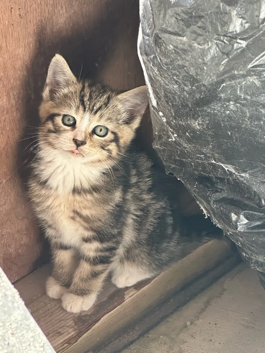 Kittens - Image 1