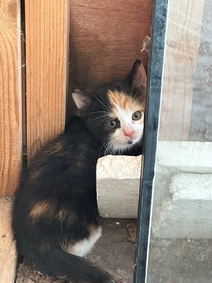 Kittens - Image 2