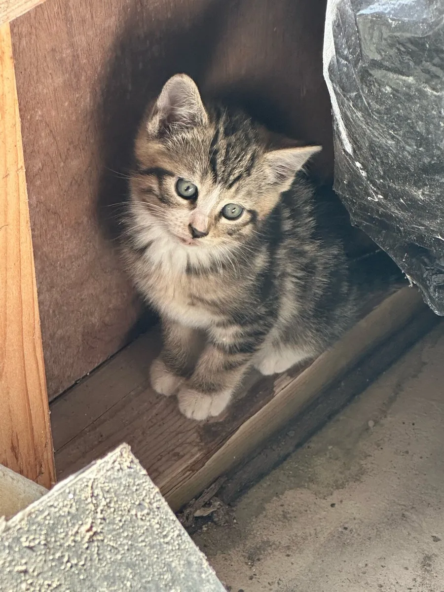 Kittens - Image 3