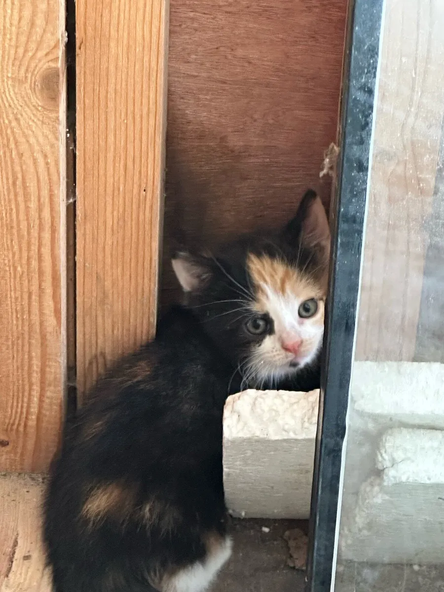 Kittens - Image 4