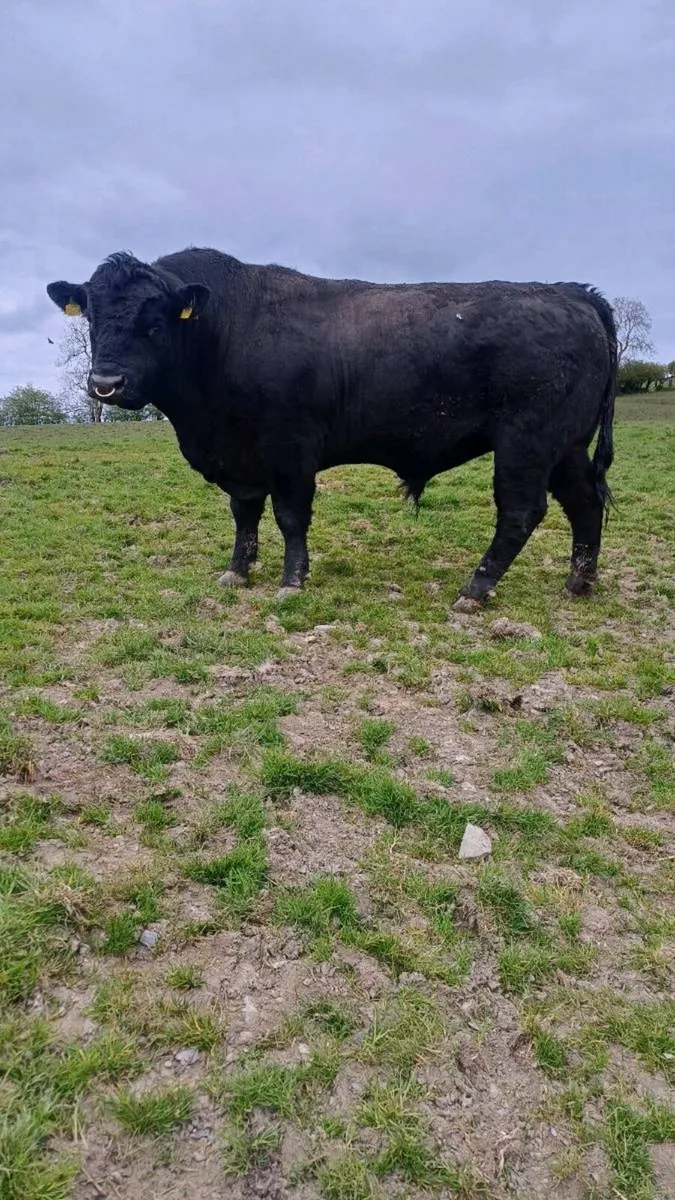 Breeding bulls - Image 4