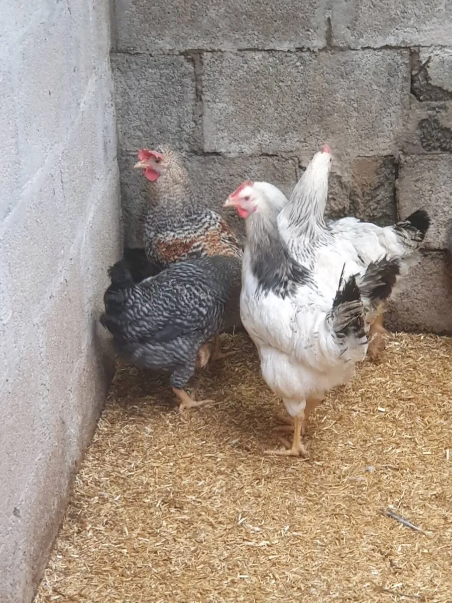 Hens/pullets/chicks/fertile eggs every day in kild - Image 3