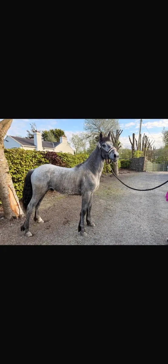 Connemara Yearling Colt - Image 1