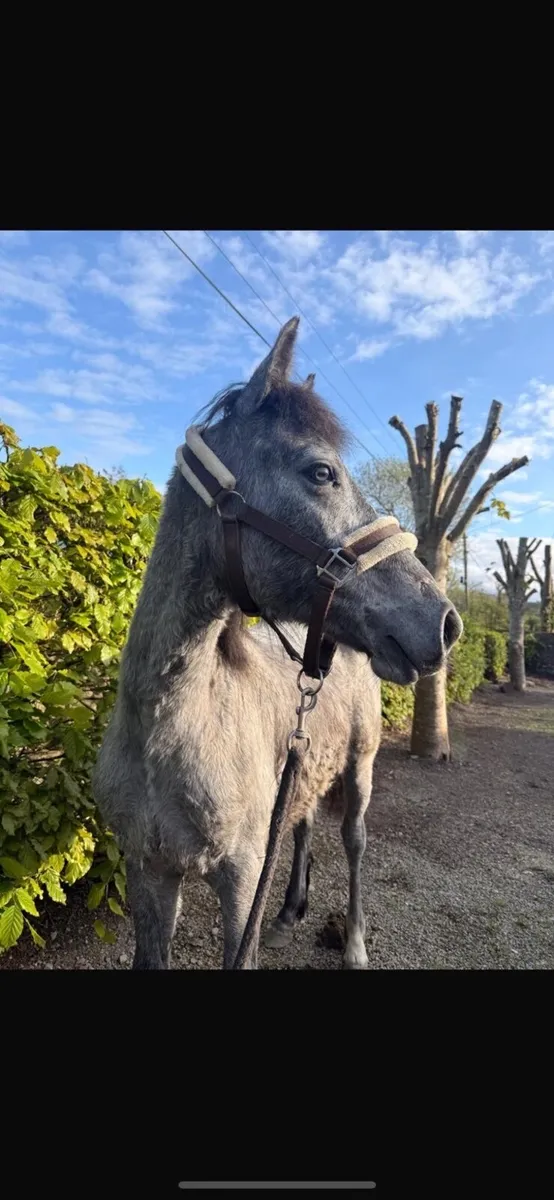 Connemara Yearling Colt - Image 2