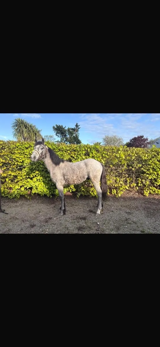 Connemara Yearling Colt - Image 3