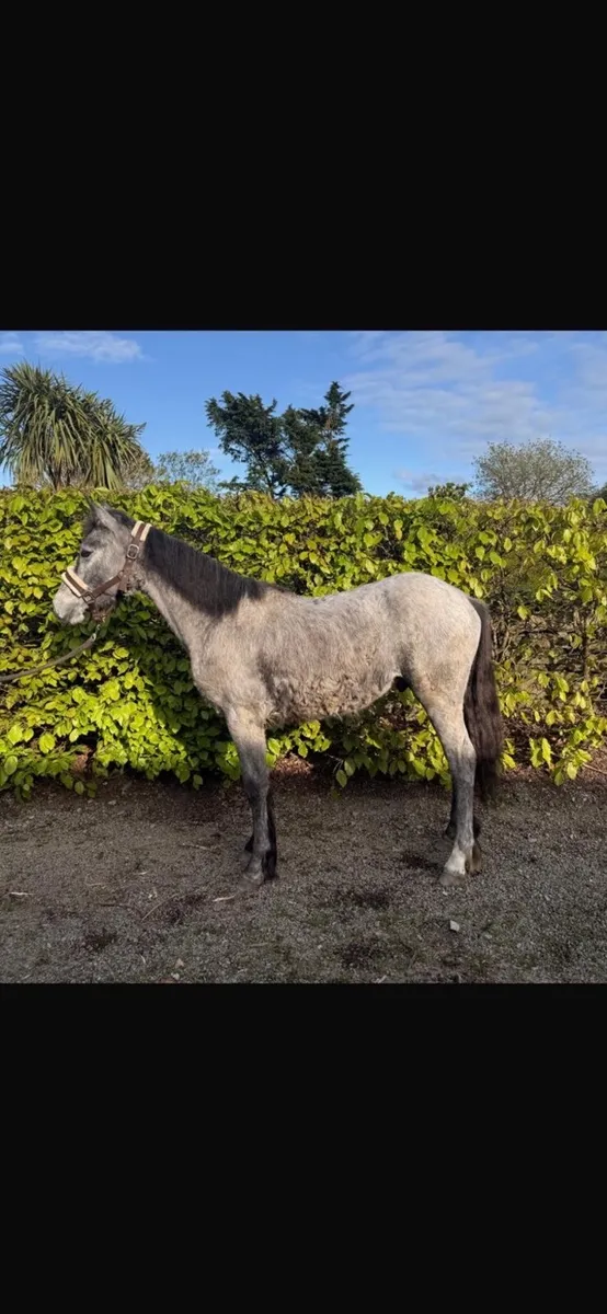Connemara Yearling Colt - Image 4