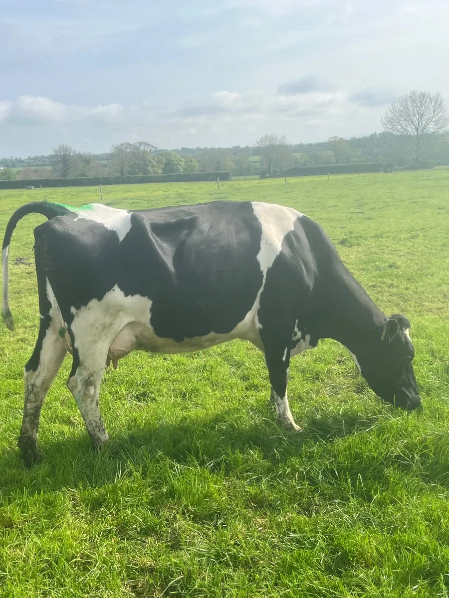 9 cows - Image 2