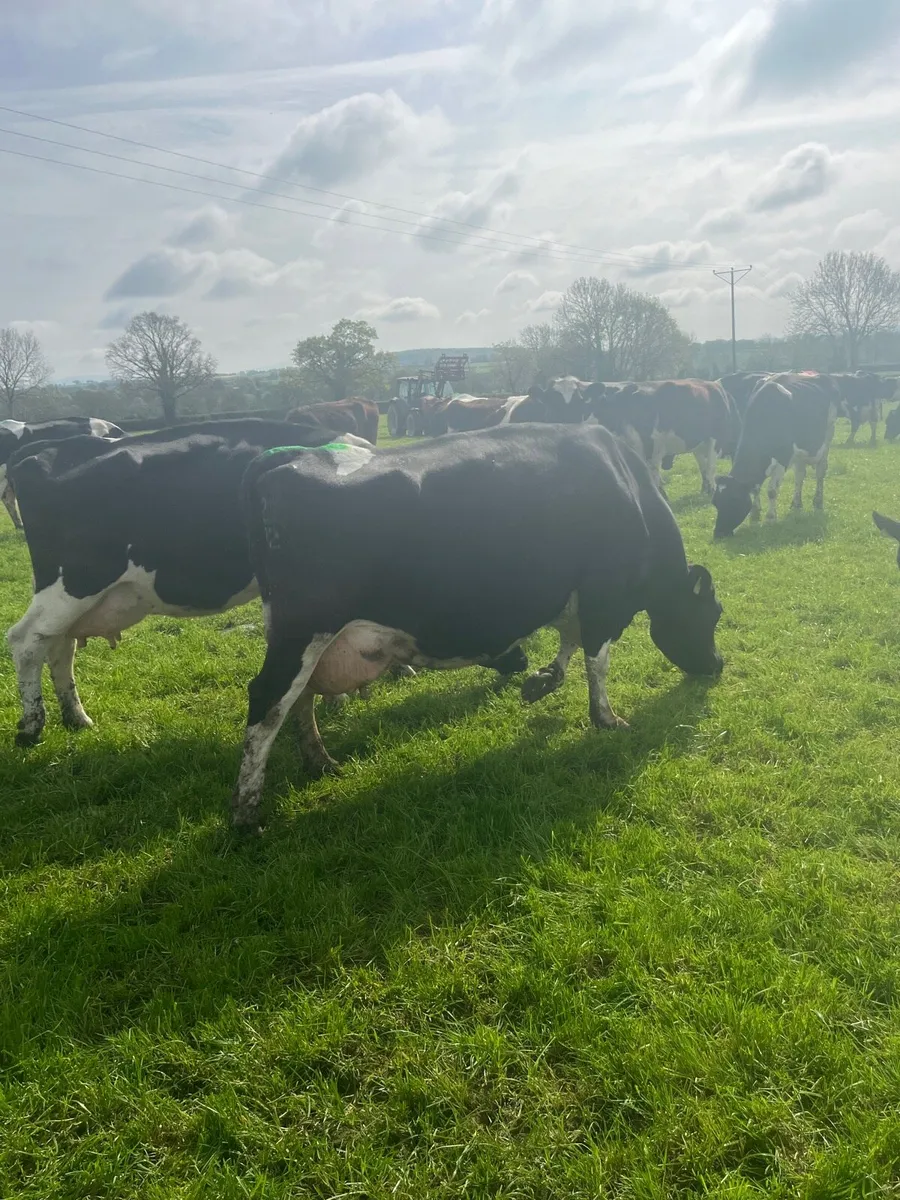 9 cows - Image 3
