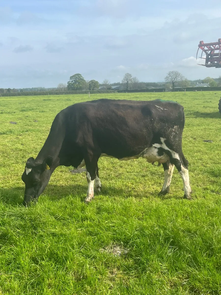 9 cows - Image 4