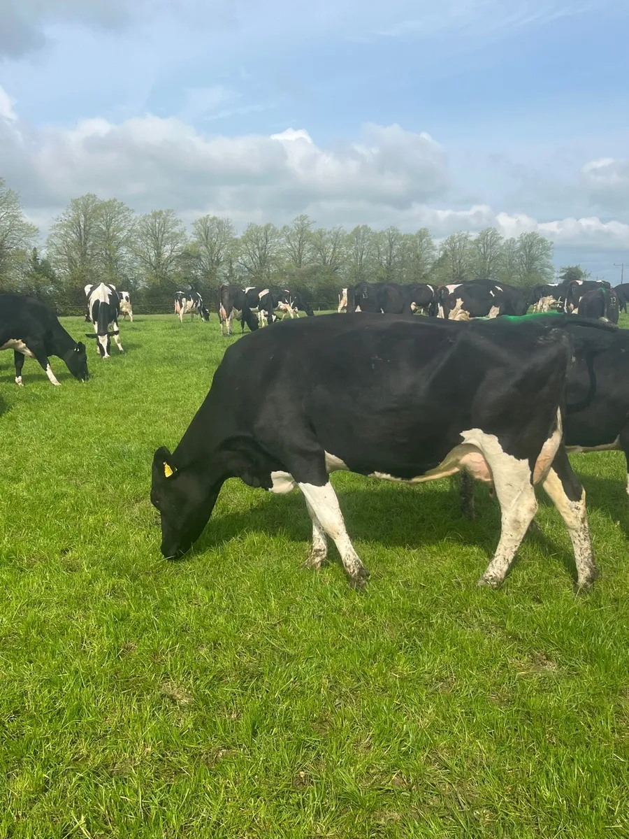 9 cows - Image 1