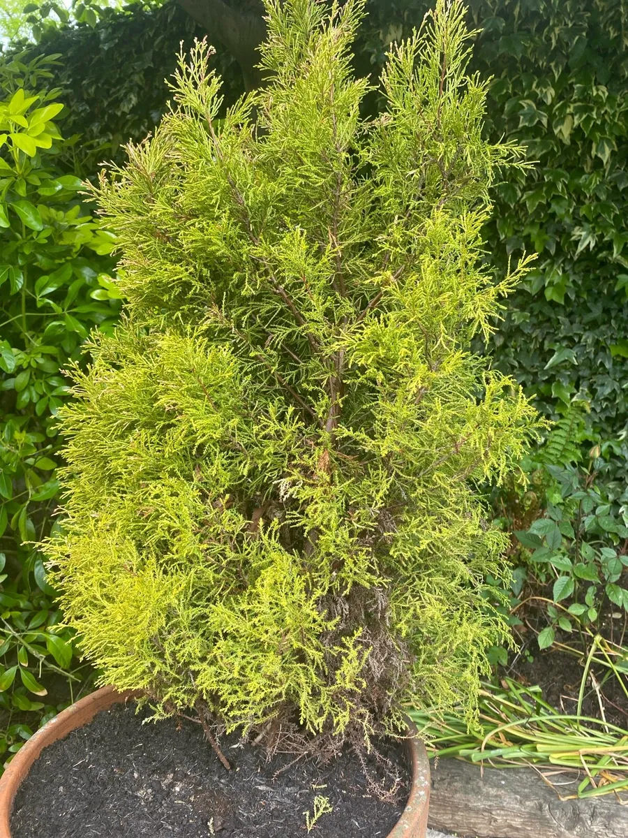 Small Trees - Image 2