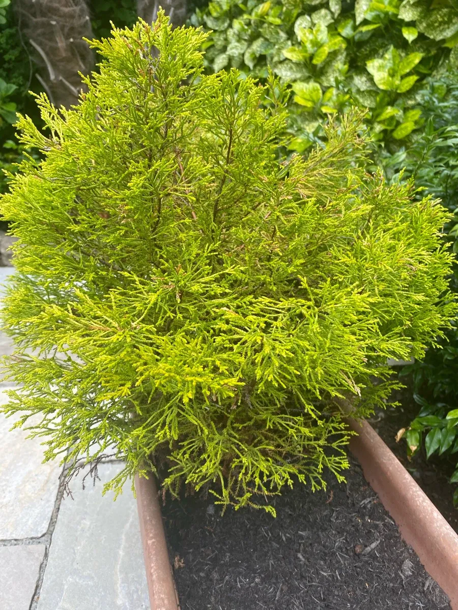 Small Trees - Image 1