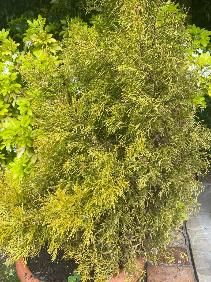 Small Trees - Image 3